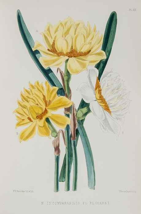 Appraisal: Burbidge F W The Narcissus Its History Culture with coloured