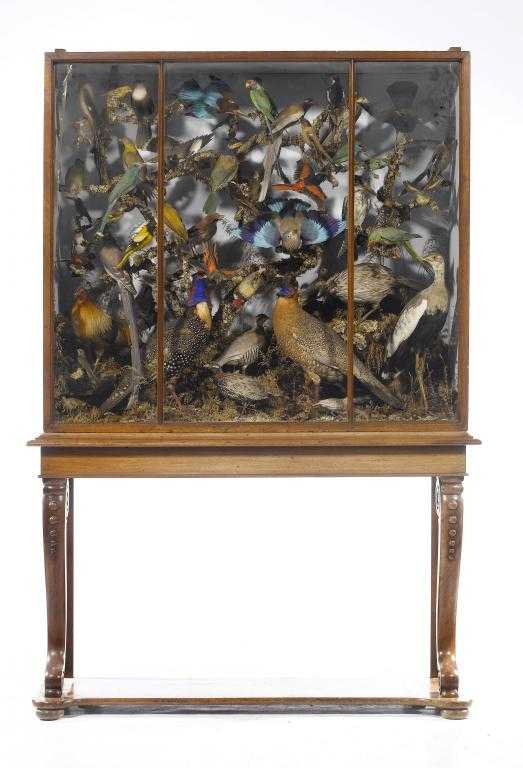 Appraisal: TAXIDERMY A VICTORIAN MAHOGANY CASE OF FORTY SEVEN BIRDS INCLUDING