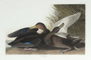 Appraisal: after John James Audubon - Dusky Duck No Plate CCCII