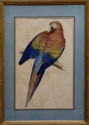 Appraisal: AFTER EDWARD LEAR THE RED AND YELLOW MACAW NO FROM