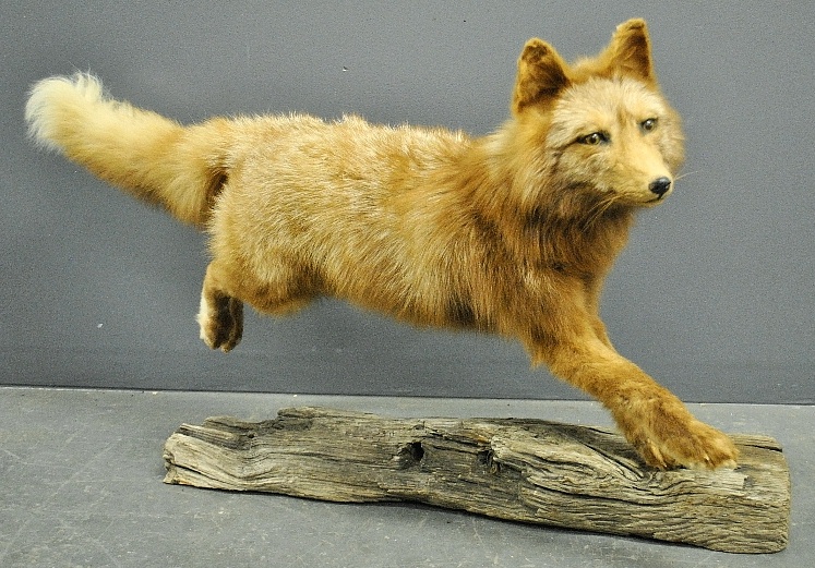 Appraisal: - Taxidermy running fox mounted on a wood post h