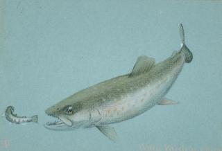 Appraisal: Thomas Brayshaw Canadian - Two Drawings Spring Salmon initialed TB