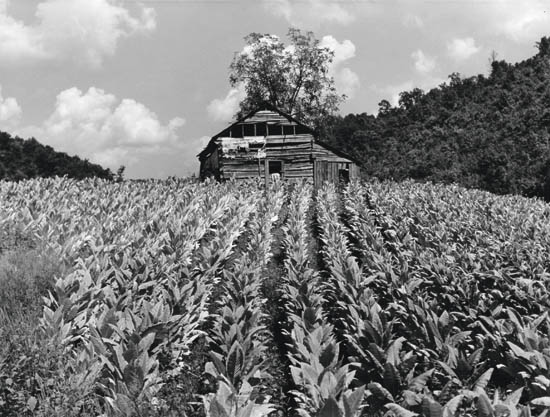 Appraisal: WOLCOTT MARION POST - Tobacco on Small Farm in Mountain