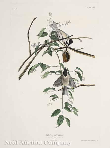 Appraisal: After John James Audubon American - Black-Capped Titmouse No Plate