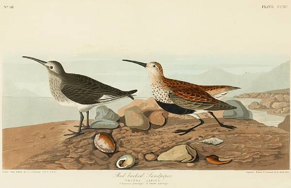 Appraisal: After John James Audubon American - Red backed Sandpiper Tringa