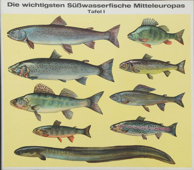 Appraisal: A PAIR OF GERMAN COLOURED LITHOGRAPHS depicting various species of