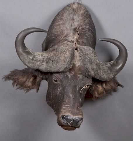 Appraisal: Taxidermy shoulder mount of a water buffalo A taxidermy shoulder