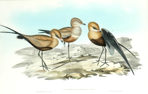 Appraisal: John Gould - Glareola Grallaria Australian Pratincole lithograph plate no