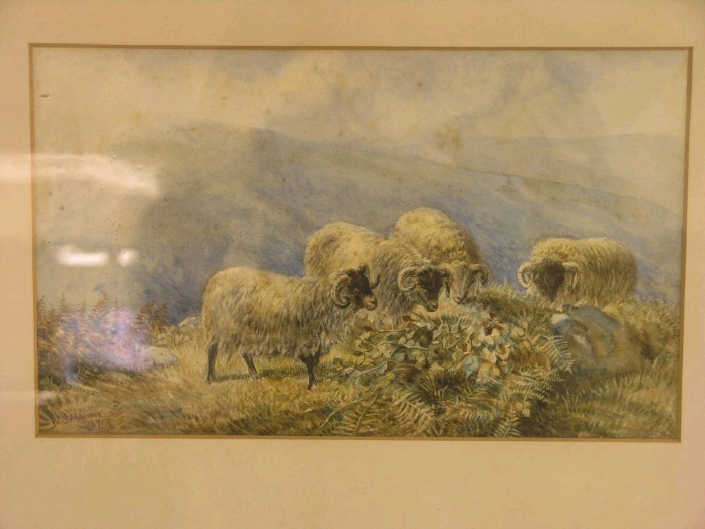 Appraisal: W E Marshall - watercolour grazing rams signed and dated