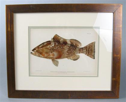 Appraisal: Five color lithographs of fish j bien circa Framed H