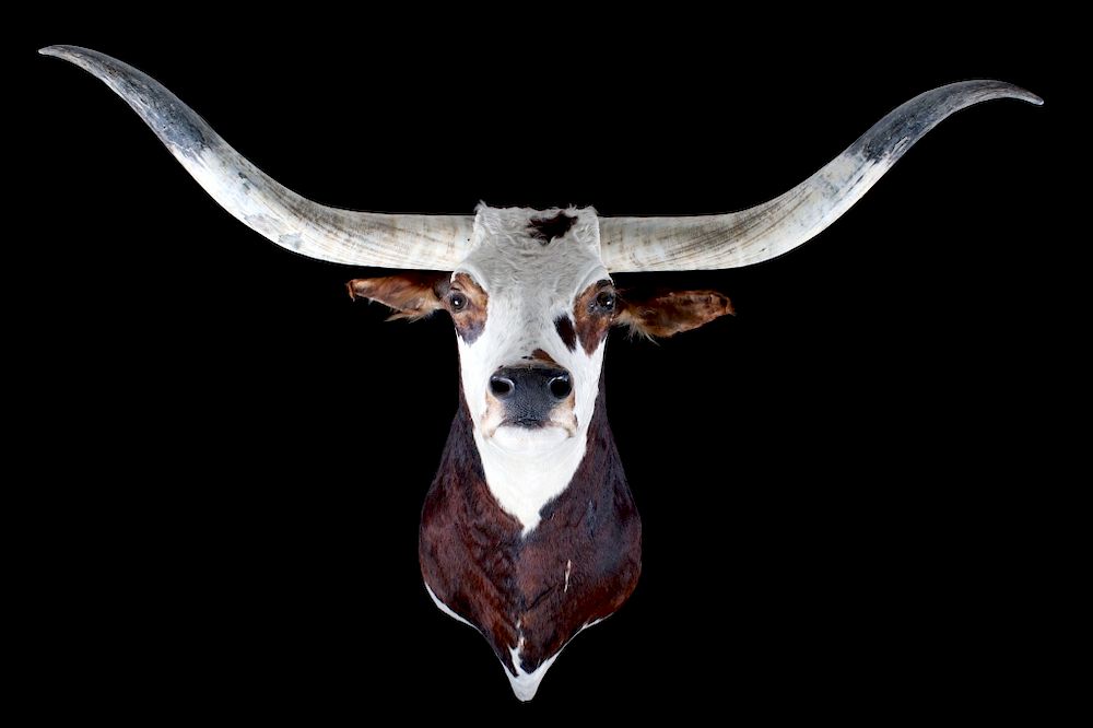 Appraisal: Large Western Longhorn Steer Shoulder Mount Available for your bidding