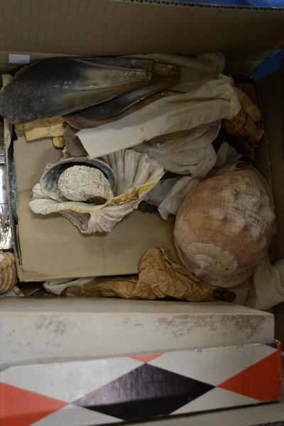 Appraisal: BOX OF SHELLS SOME LARGE AND SEA URCHINS