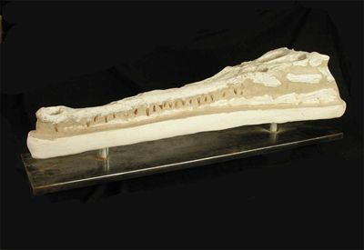 Appraisal: A fossilised crocodile skull in cm l mounted on a