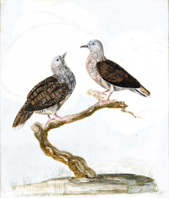 Appraisal: BRITISH SCHOOL TH CENTURY TWO ZEBRA DOVES ON A BRANCH