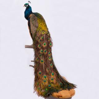 Appraisal: A Taxidermy Peacock th Century H W D in