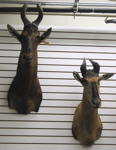 Appraisal: TWO AFRICAN HARTEBEEST TROPHY MOUNTS a cape red hartebeest and