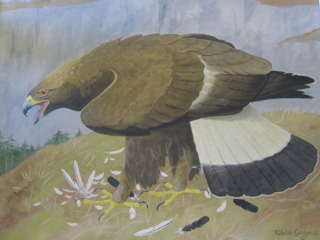 Appraisal: RALSTON GUDGEON RSW Watercolour 'White tailed eagle' signed x