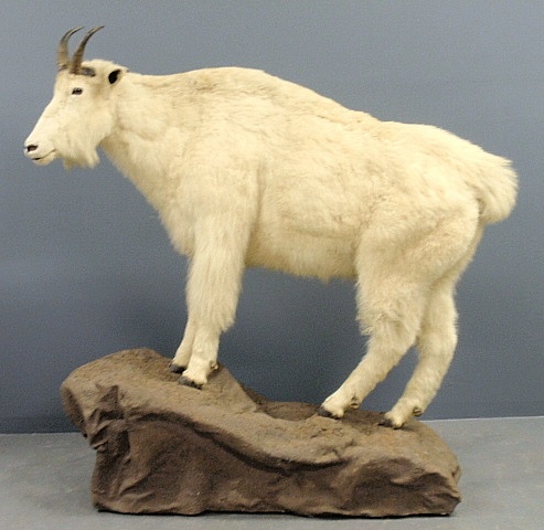 Appraisal: - American taxidermy standing white mountain goat mounted on a