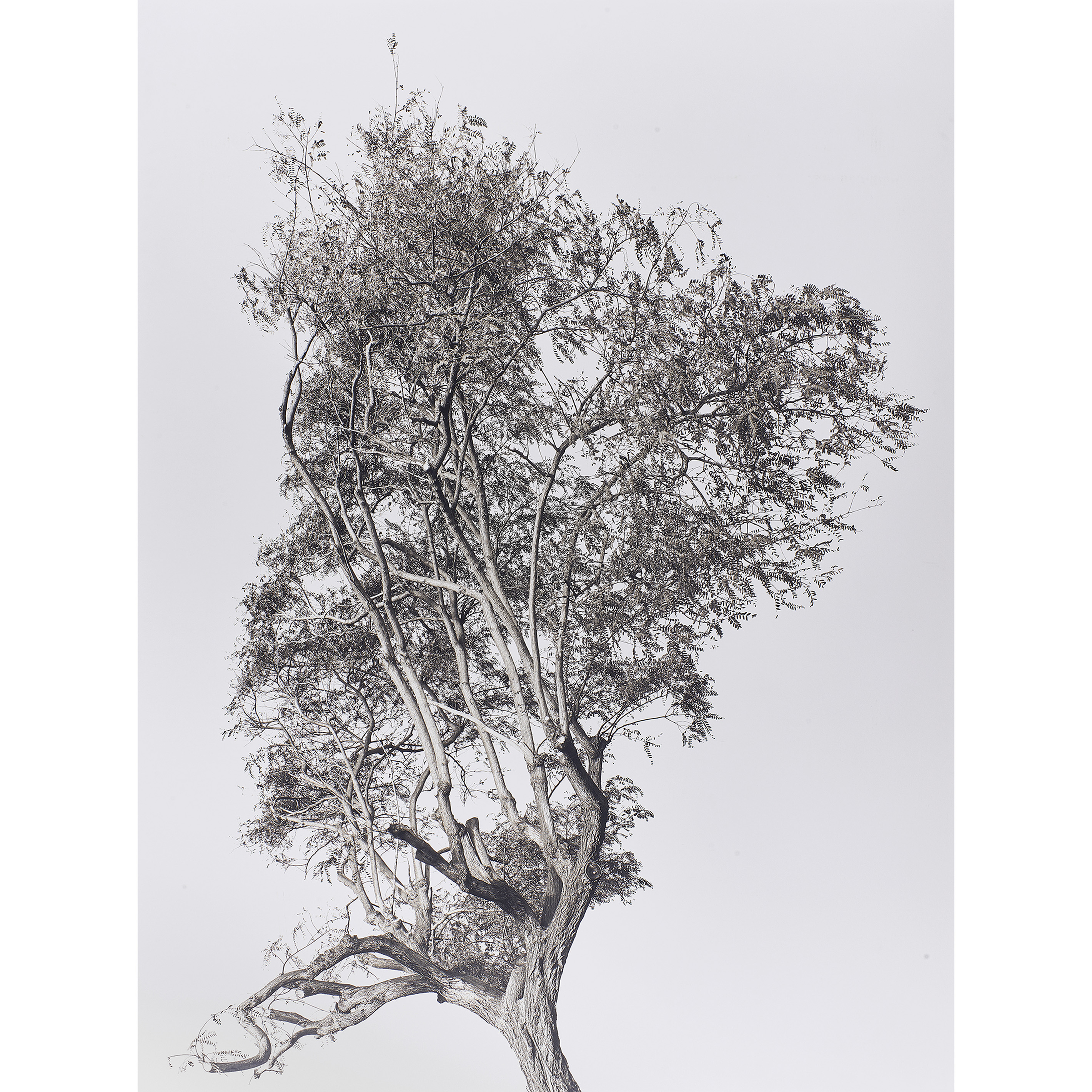 Appraisal: PHOTOGRAPH AMIR ZAKI Amir Zaki American b Tree Portrait archival