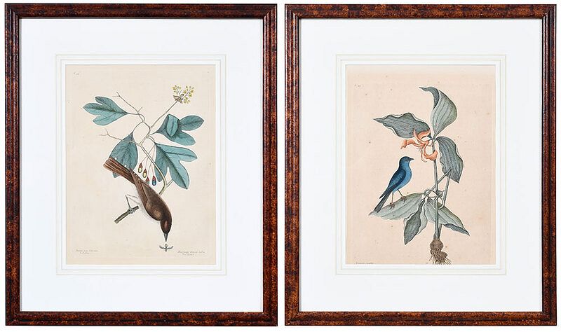 Appraisal: Mark Catesby British - Two ornithological plates from Natural History