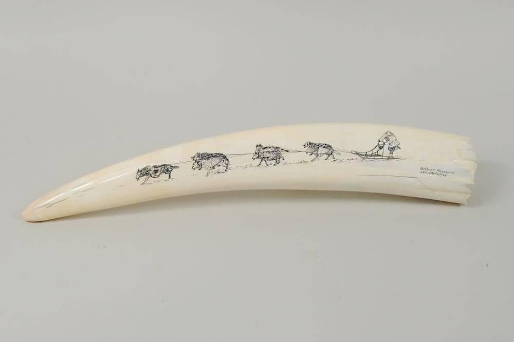 Appraisal: Inuit Scrimshaw Walrus Tusk Inuit scrimshaw walrus tusk depicting sled