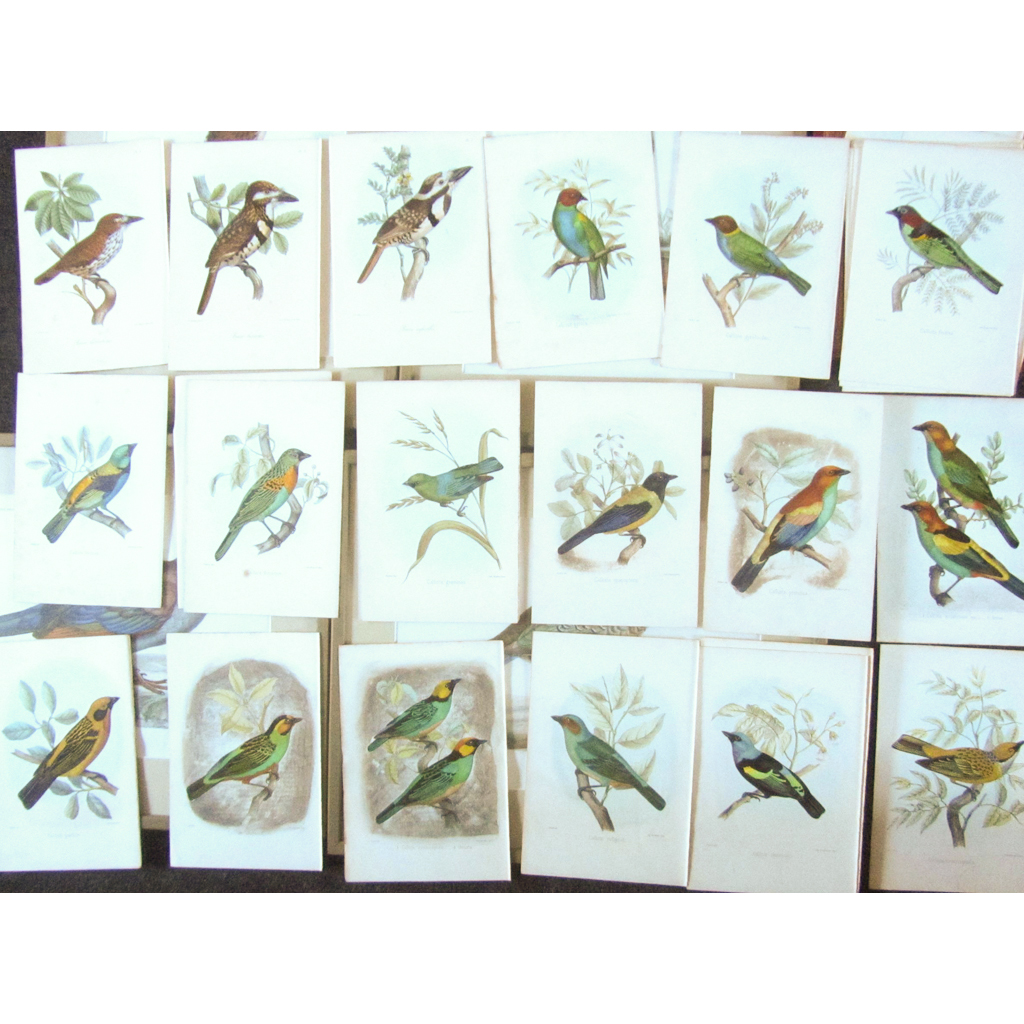 Appraisal: Ornithological prints - framed and loose hand-coloured lithographs including Oudart