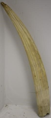 Appraisal: LARGE WALRUS TUSK MID- TH C UNDECORATED GOODCONDITION LONG