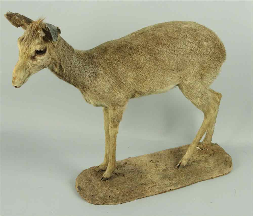 Appraisal: EAST AFRICAN DIK-DIK TAXIDERMY FULL MOUNT ON STAND JONAS BROS