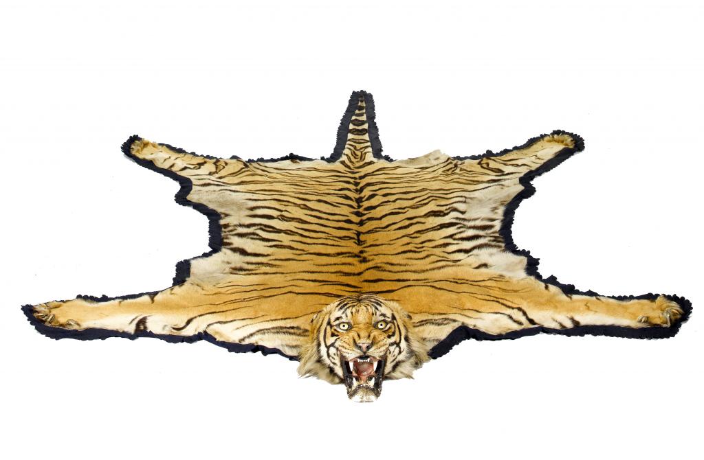 Appraisal: A BENGAL TIGER PANTHERA TRIGRIS SKIN MOUNTED BY VAN INGEN