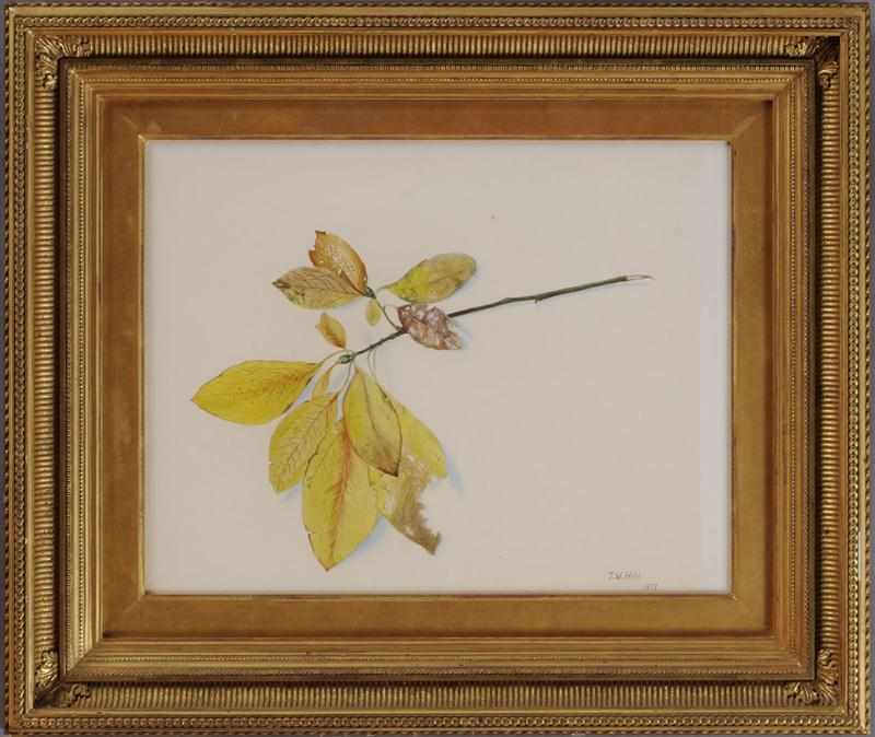 Appraisal: JOHN WILLIAM HILL - STUDY OF AUTUMN LEAVES Watercolor on