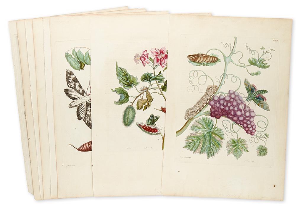 Appraisal: MERIAN MARIA SIBYLLA Nine hand-colored engraved plates extracted from Metamorphosis