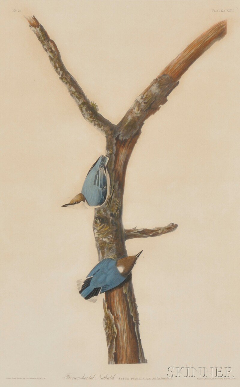 Appraisal: Audubon John James - Brown-Headed Nuthatch from Birds of America