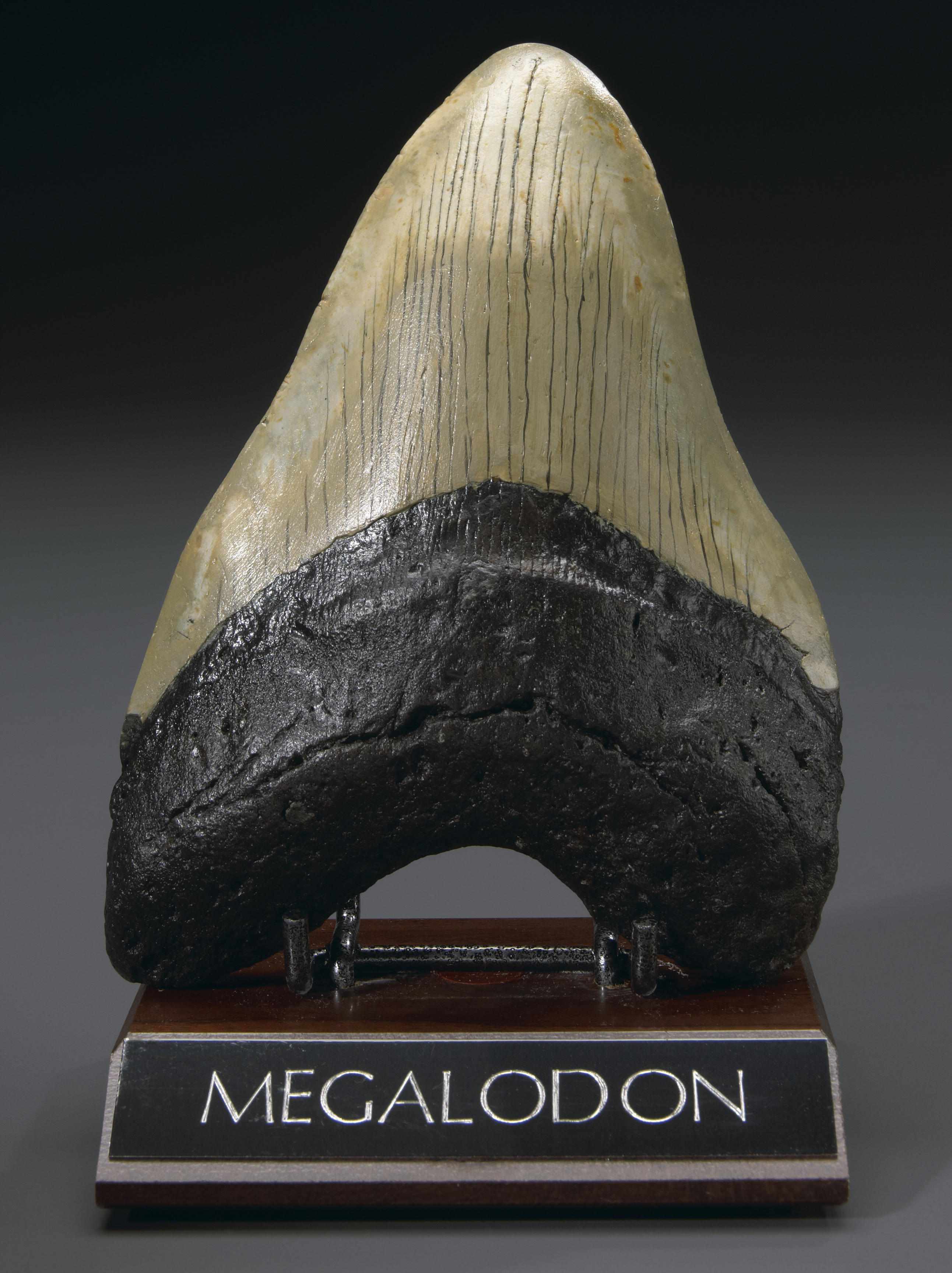 Appraisal: Giant Shark Tooth Carcharocles megalodon Late Miocene South Carolina Fifty-one