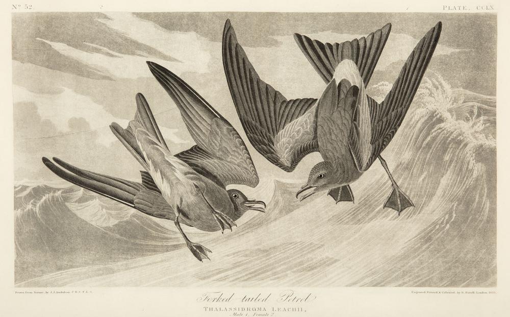 Appraisal: John James Audubon American - Fork-Tailed Petrel uncolored aquatint with