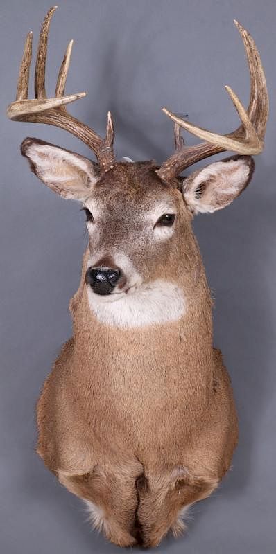 Appraisal: A FINE WHITETAIL DEER MOUNT CONTEMPORARY A FINE WHITETAIL DEER