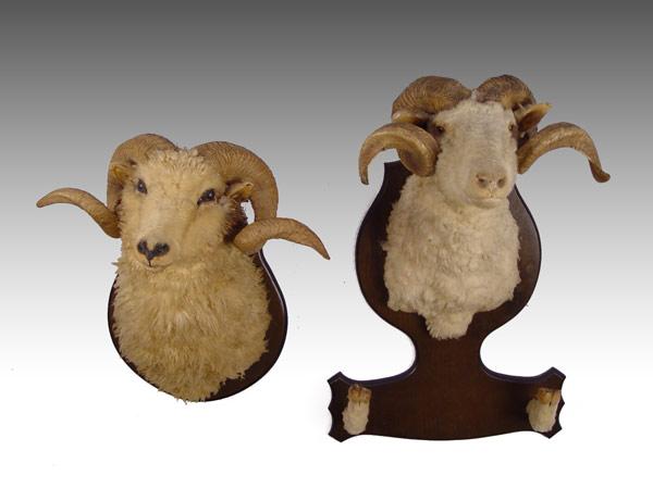 Appraisal: PIECE TAXIDERMY RAM HEAD MOUNTS Larger has hoof gun mounts