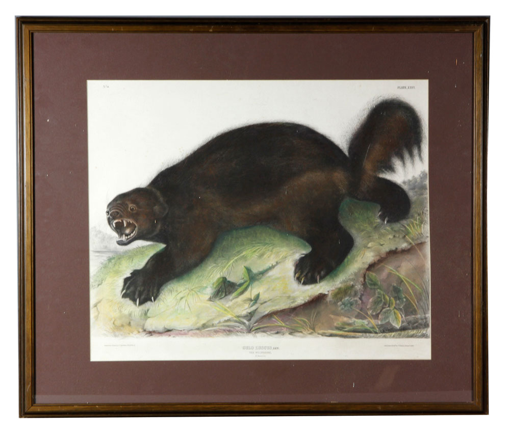 Appraisal: - Bowen Wolverine Audubon Print J T Bowen wolverine Audubon