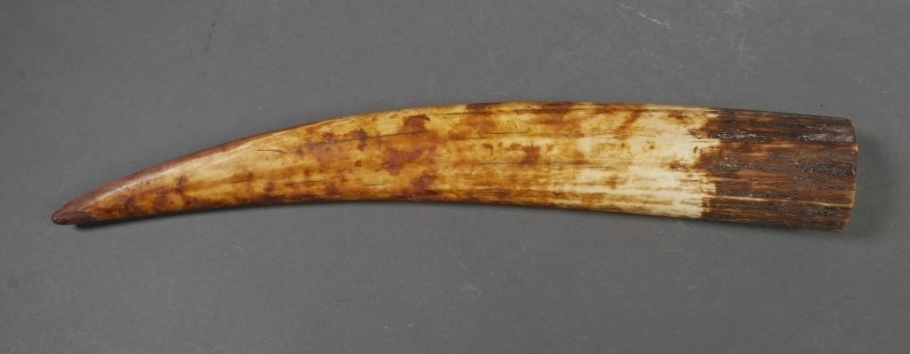 Appraisal: FOSSIL WALRUS IVORY TUSKFossilized walrus ivory tusk with variegated shades