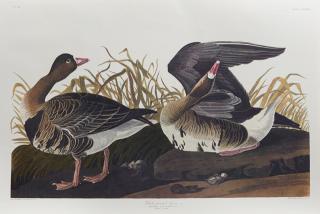 Appraisal: John James Audubon - White-fronted Goose No Plate th c