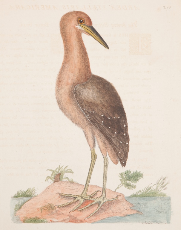 Appraisal: BROWN BITTERN PRINT MARK CATESBY England - Hand colored engraving