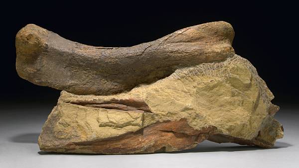 Appraisal: Duckbilled Dinosaur Arm Bone Edmontosaurus annectens Late Cretaceous Lance Creek