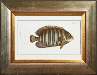 Appraisal: Chaetodon Fasciatus th c colored butterfly fish print presented in