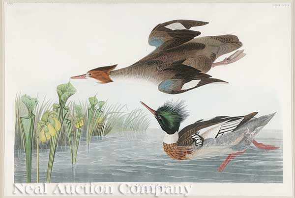 Appraisal: John James Audubon American - Red-breasted Merganser Plate CCCCI from