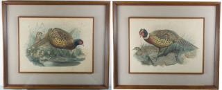 Appraisal: M N Hanhart Pheasant Lithographs Pair Includes Phasianus Colchicus and