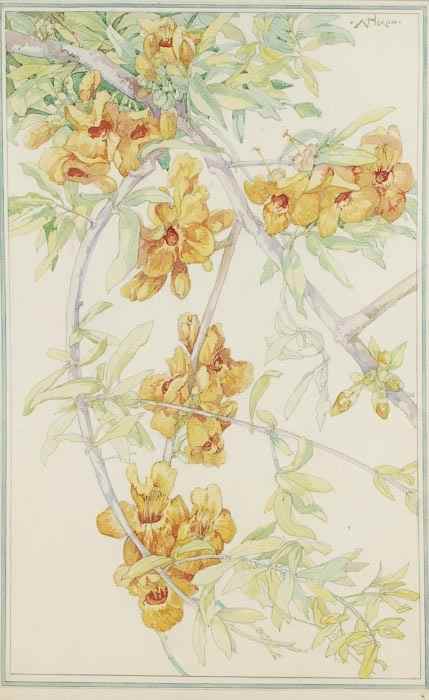 Appraisal: Nixon Kay Blossoms original decorative compositions watercolour over pencil each