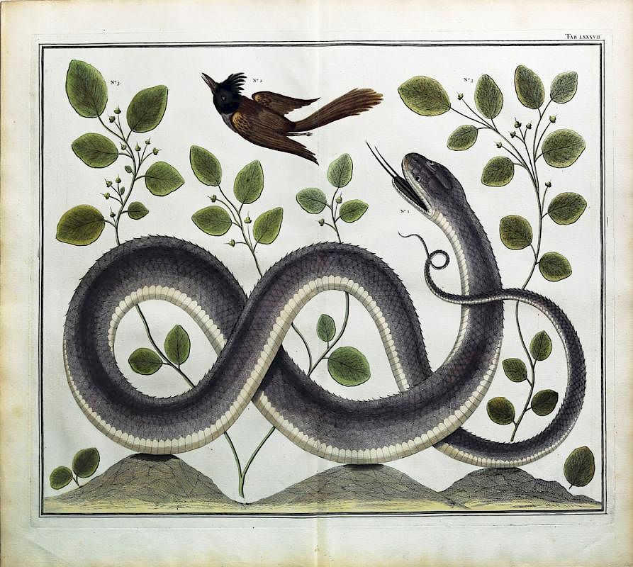 Appraisal: Engaging and exotic hand colored engravings by Alberta Seba Tab