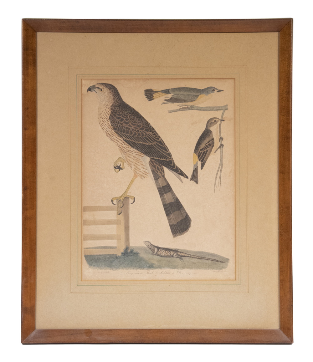 Appraisal: TH C ORNITHOLOGICAL PRINT OF HAWK BY ALEXANDER WILSON PA