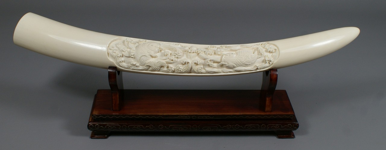 Appraisal: Carved ivory tusk with a panel depicting fish and waves