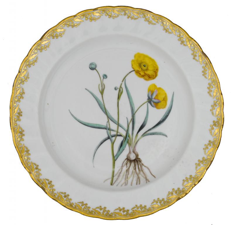 Appraisal: A DERBY BOTANICAL PLATE painted with a ranunculus in fluted