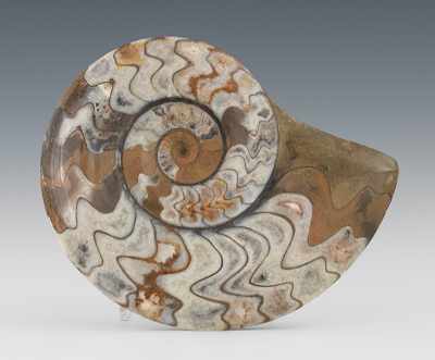 Appraisal: An Ammonite Specimen Morocco A mineral fossil of an extinct